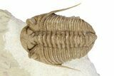 Exceptional Prochasmops Nasutus Trilobite - Russia #255350-3